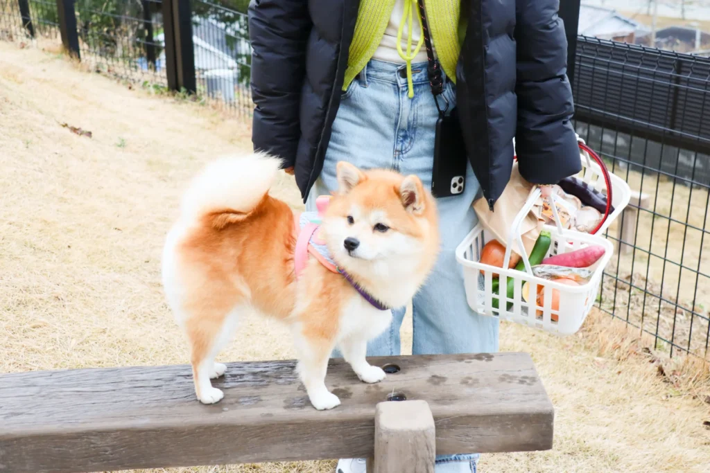 ハリアー ドライブ